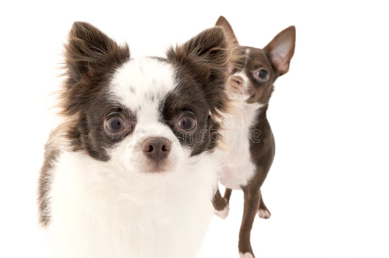 Zwei Chihuahuahunde, Die Oben Mit Interesse Schauen Stockbild Bild