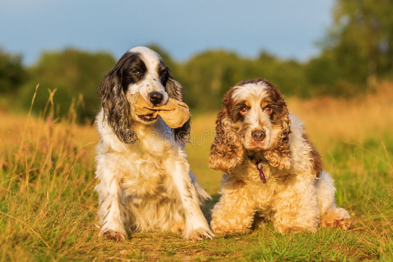 Netter Cocker Spaniel-Welpe Im Schnee Stockbild - Bild von traurig