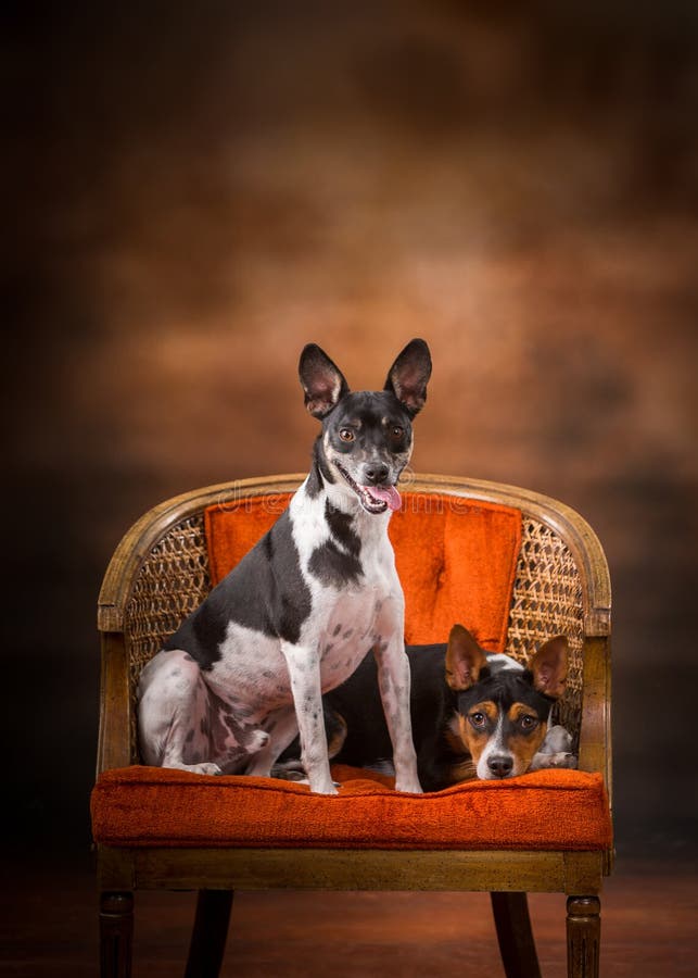 Dumme Hunde Fotos Kostenlose und RoyaltyFree StockFotos von Dreamstime