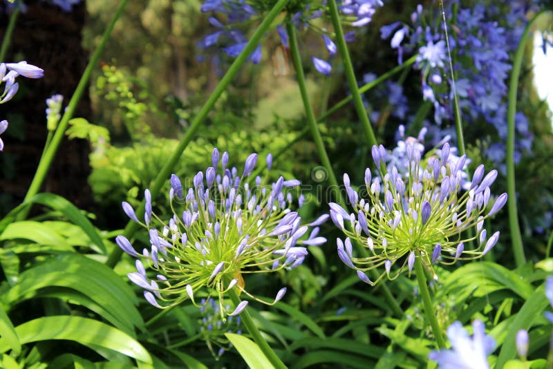 Zwei echte blaue Lauchköpfchen beginnen zu blühen stockfotografie