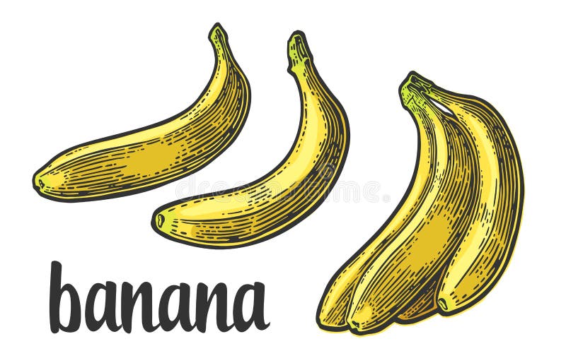 Zwei einzeln und Bündel der frischen Banane lizenzfreie abbildung Zwei einzeln und Bündel der frischen Banane lizenzfreie abbildung