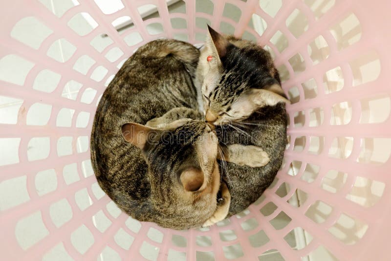 Zwei entzückende Katzen, die Umarmung im Korb küssen Reizende Paarfamilienfreund-Schwesterzeit zu Hause Kätzchenumarmung schmiege