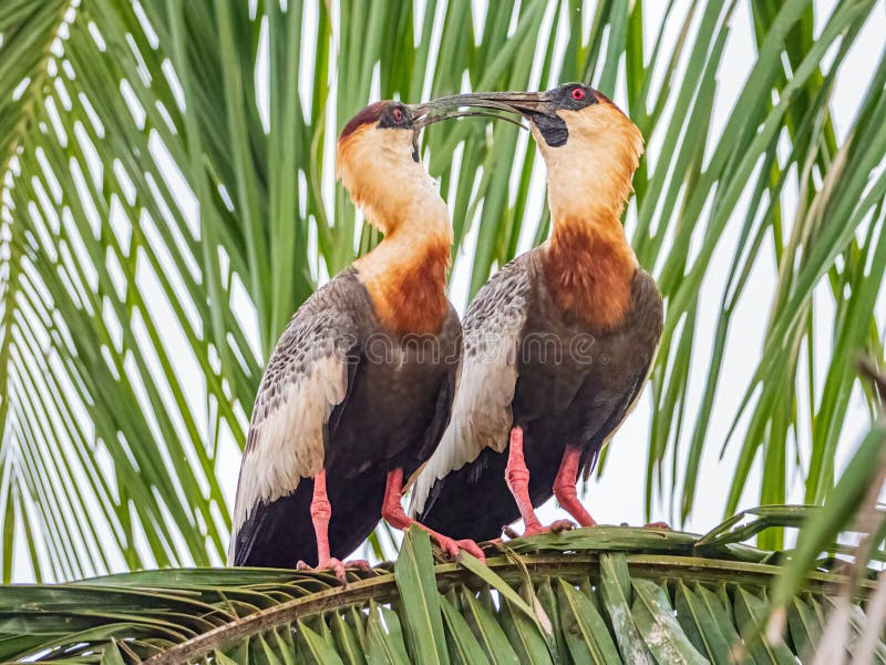 Zwei erwachsene Buffe mit halshaltigem Ibis lizenzfreie stockfotos