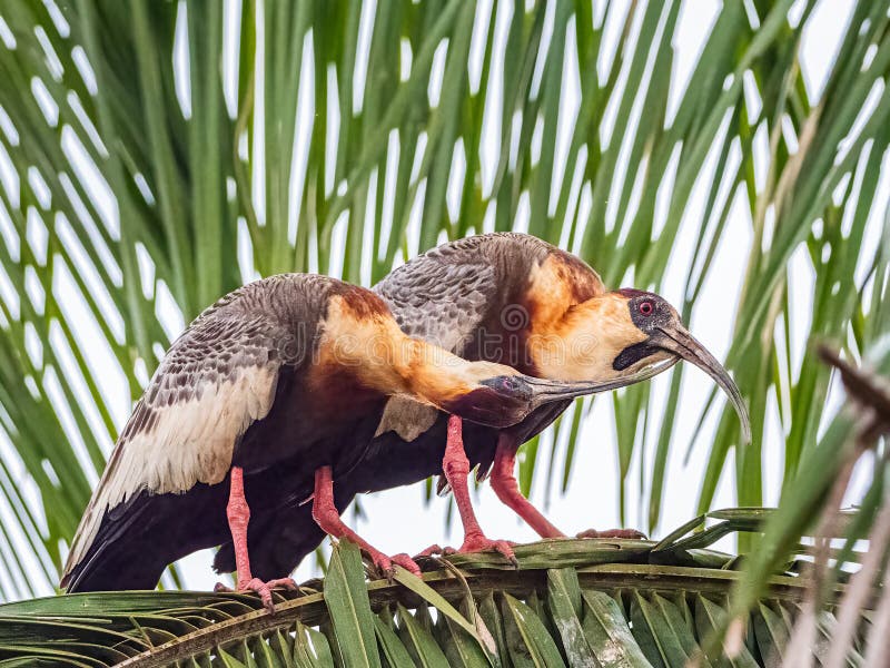 Zwei erwachsene Buffe mit halshaltigem Ibis lizenzfreie stockbilder