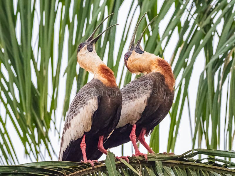 Zwei erwachsene Buffe mit halshaltigem Ibis lizenzfreie stockbilder