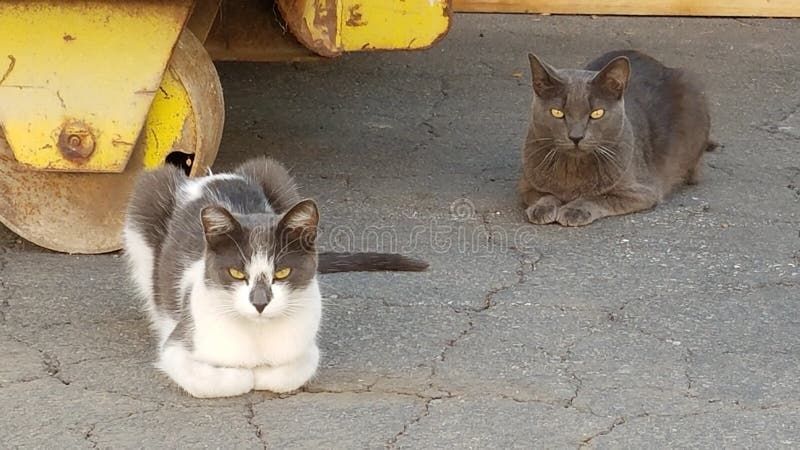 Zwei erwachsene Stray Cats, die von einem Gelben Konstruktions-Müllrad sitzen lizenzfreies stockfoto