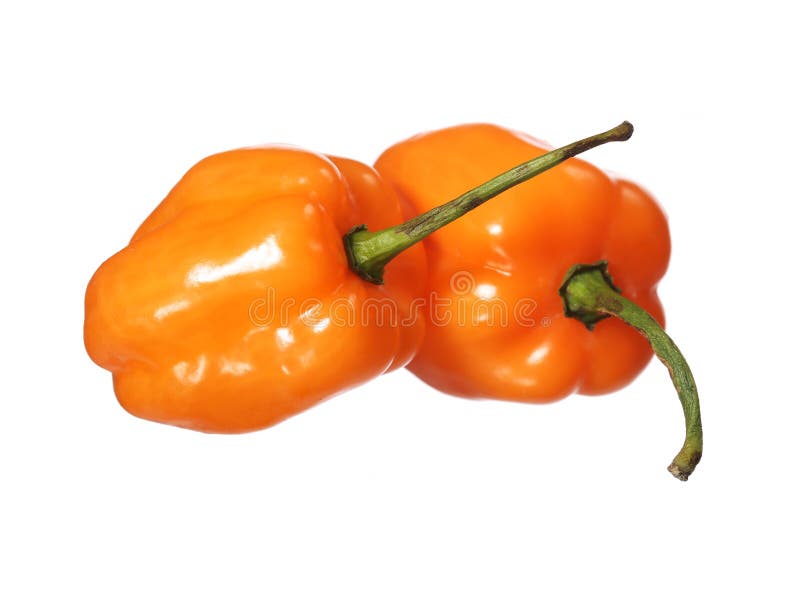 Zwei extrem heiße Habanero-Pfeffer lokalisiert auf Weiß lizenzfreie stockbilder