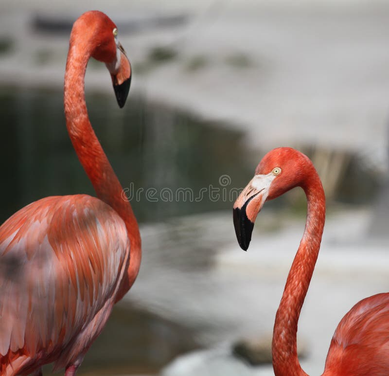 Zwei Flamingos neben einander lizenzfreie stockbilder Zwei Flamingos neben einander lizenzfreie stockbilder