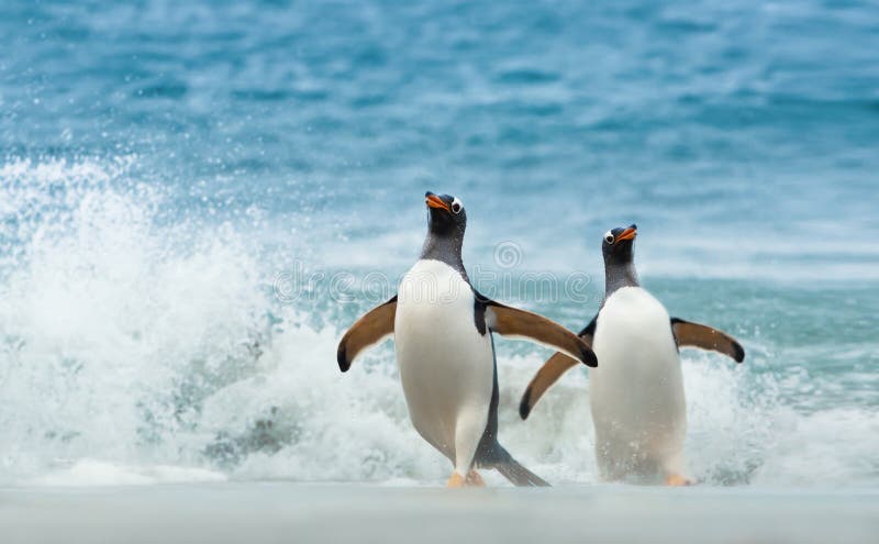 Two Gentoo penguins coming ashore from Atlantic ocean, Falkland islands. Two Gentoo penguins coming ashore from Atlantic ocean, Falkland islands.