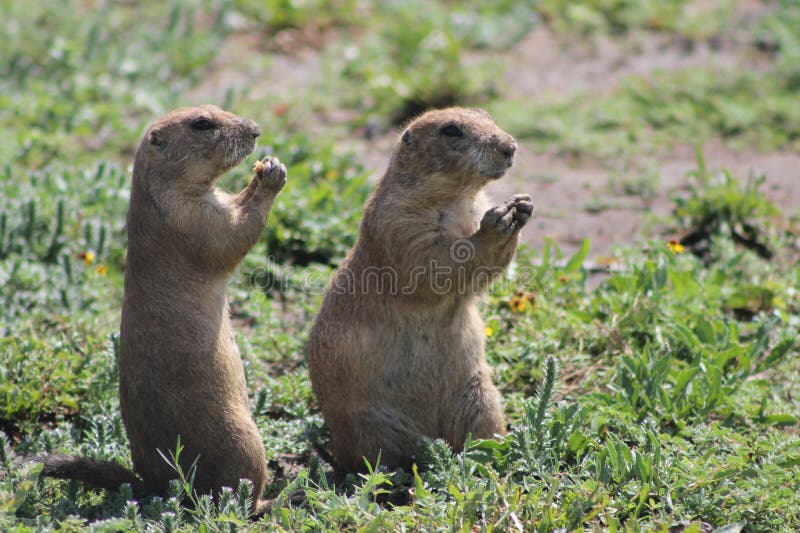 Zwei Graslandhunde lizenzfreie stockfotos Zwei Graslandhunde lizenzfreie stockfotos
