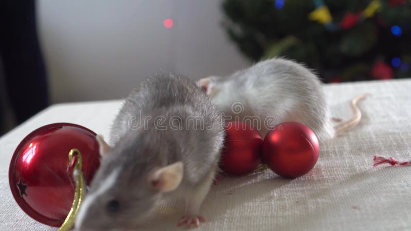 Zwei graue Ratten, die auf einem Tisch unter Weihnachtsdekorationen herumlaufen Neujahrsdekor