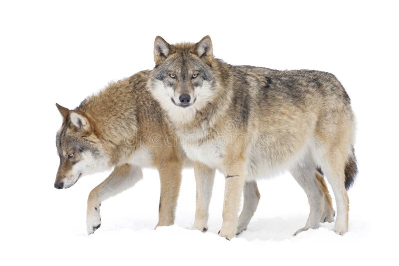 Zwei graue Wölfe