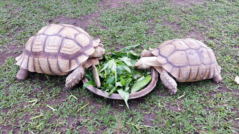 Zwei große Landschildkröten, die eine Mahlzeit in Phuket, Thailand teilen lizenzfreie stockfotografie Zwei große Landschildkröten, die eine Mahlzeit in Phuket, Thailand teilen lizenzfreie stockfotografie