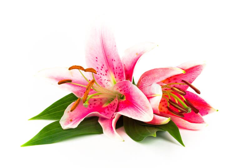 Zwei helle Lilien stockfoto. Bild von flora, weiß, bankett - 3044438