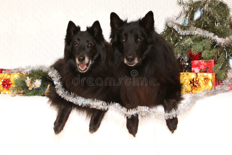 Zwei Herrliche Schwarze Hunde Mit Weihnachtsdekorationen Stockbild