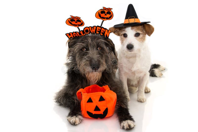 ZWEI HUND HALLOWEEN JACK RUSSELL KLEIDETE ALS ZAUBERER ODER EINE HEXE UND EIN SCHÄFERHUND AN, DIE EIN ZEICHEN-STIRNBAND MIT EINER lizenzfreie stockfotografie ZWEI HUND HALLOWEEN JACK RUSSELL KLEIDETE ALS ZAUBERER ODER EINE HEXE UND EIN SCHÄFERHUND AN, DIE EIN ZEICHEN-STIRNBAND MIT EINER lizenzfreie stockfotografie