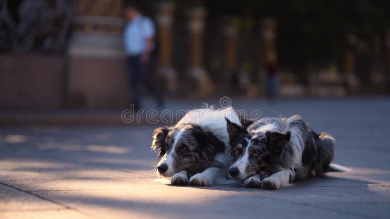Zwei Hunde in der Stadt. Marmor-border collie auf dem Asphalt