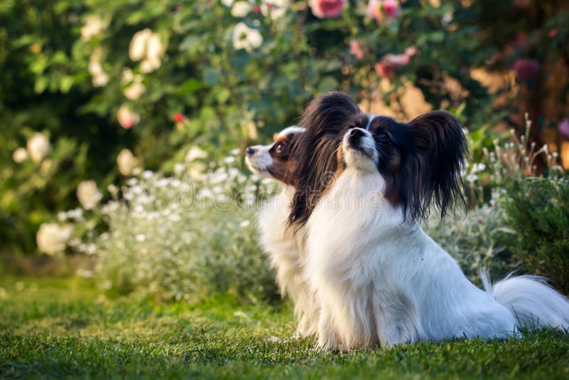 Zwei Hunde Des Zucht Papillon Stockbild Bild von wenig, flaumig