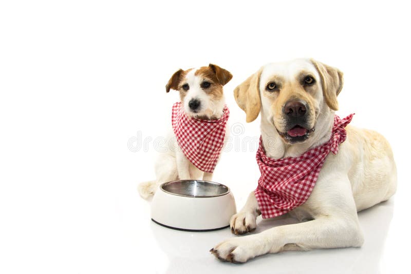 Zwei Hunde, die Lebensmittel essen LABRADOR UND JACK RUSSEELL, DIE SICH MIT EINER LEEREN SCHÜSSEL HINLEGEN LOKALISIERTE ATELIERAU lizenzfreie stockbilder Zwei Hunde, die Lebensmittel essen LABRADOR UND JACK RUSSEELL, DIE SICH MIT EINER LEEREN SCHÜSSEL HINLEGEN LOKALISIERTE ATELIERAU lizenzfreie stockbilder