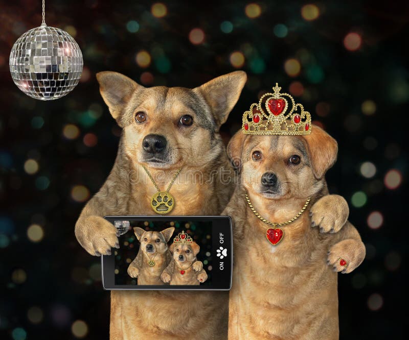 Zwei Hunde Haben Spaß Im Nachtclub Stockbild - Bild von nacht, anhänger:  176892519