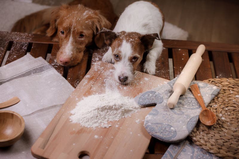 Zwei Hunde Kochen In Der Küche Haustier Zu Hause Stockbild Bild von