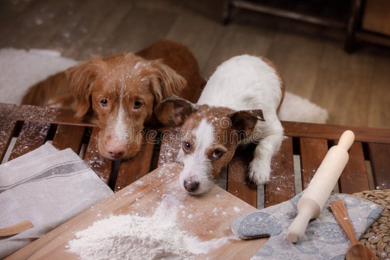 Zwei Hunde Kochen In Der Küche Haustier Zu Hause Stockbild Bild von