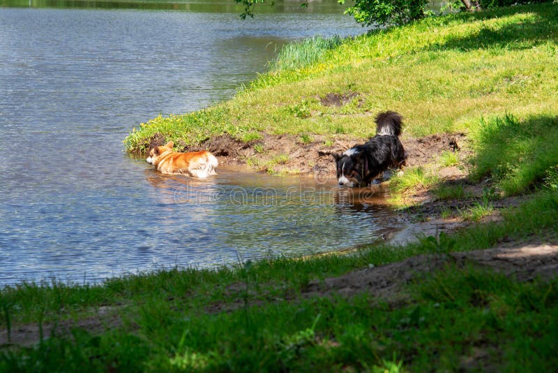 Zwei Hunde schwimmen im See lizenzfreies stockfoto Zwei Hunde schwimmen im See lizenzfreies stockfoto