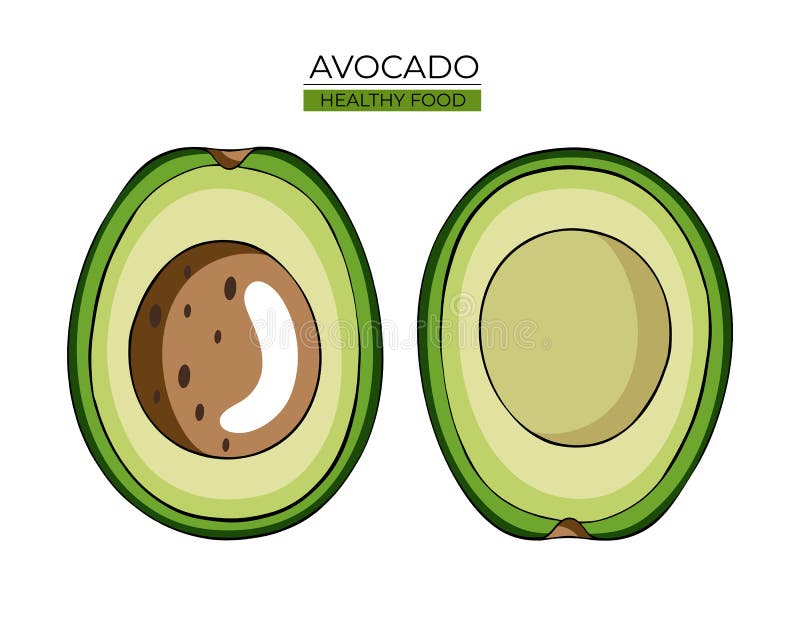 Zwei Hälften der grünen Avocado mit dem braunen Knochen auf weißem Hintergrund stock abbildung Zwei Hälften der grünen Avocado mit dem braunen Knochen auf weißem Hintergrund stock abbildung
