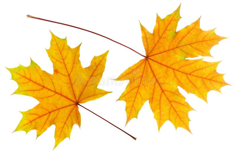 Zwei im Herbst wunderschöne borange- und gelborange Ahornblätter isoliert auf weißem Hintergrund, nah beigefächert, saisonale stockfotos Zwei im Herbst wunderschöne borange- und gelborange Ahornblätter isoliert auf weißem Hintergrund, nah beigefächert, saisonale stockfotos