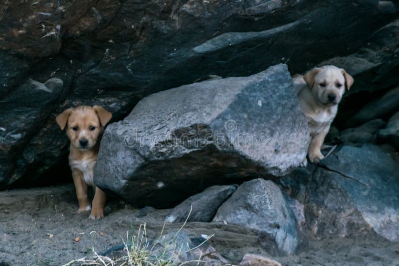 Zwei junge Hunde Browns, die im Wald sitzen stockbilder Zwei junge Hunde Browns, die im Wald sitzen stockbilder