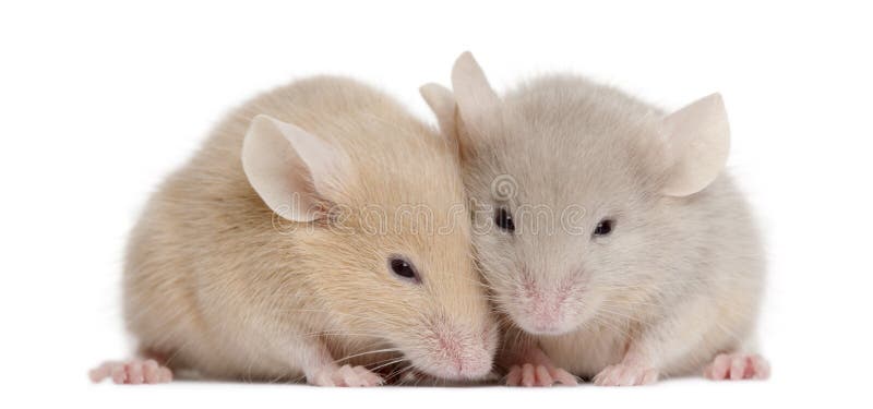 Zwei junge Mäuse stockfotos Zwei junge Mäuse stockfotos