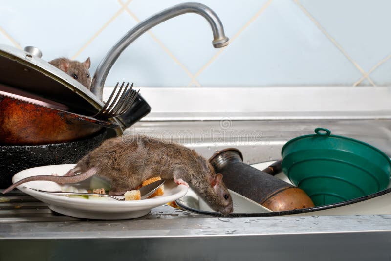 Zwei junge Ratten auf der Wanne mit schmutziger Tonware an der Küche stockfotografie Zwei junge Ratten auf der Wanne mit schmutziger Tonware an der Küche stockfotografie