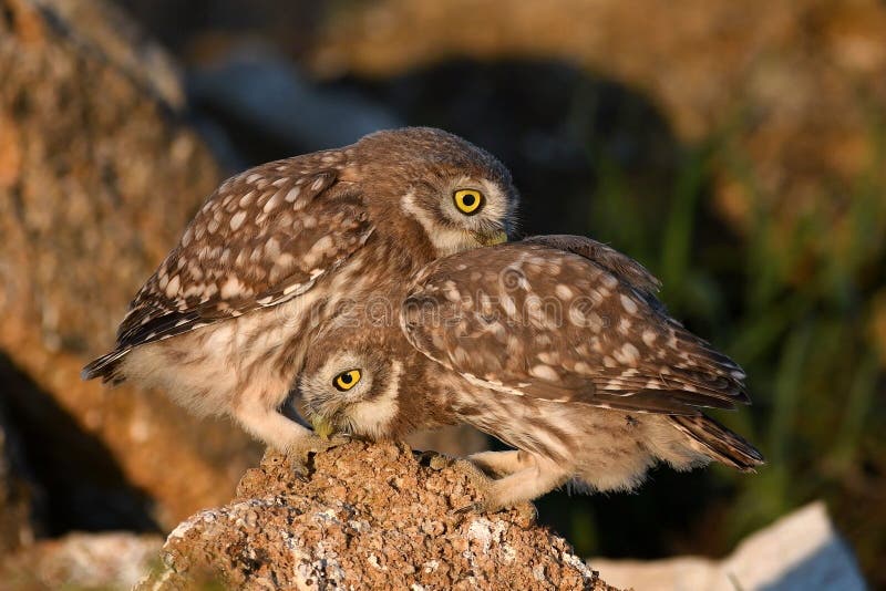 Zwei junger Steinkauz, Athene Noctua, spielend auf dem Naturstein lizenzfreie stockfotografie Zwei junger Steinkauz, Athene Noctua, spielend auf dem Naturstein lizenzfreie stockfotografie