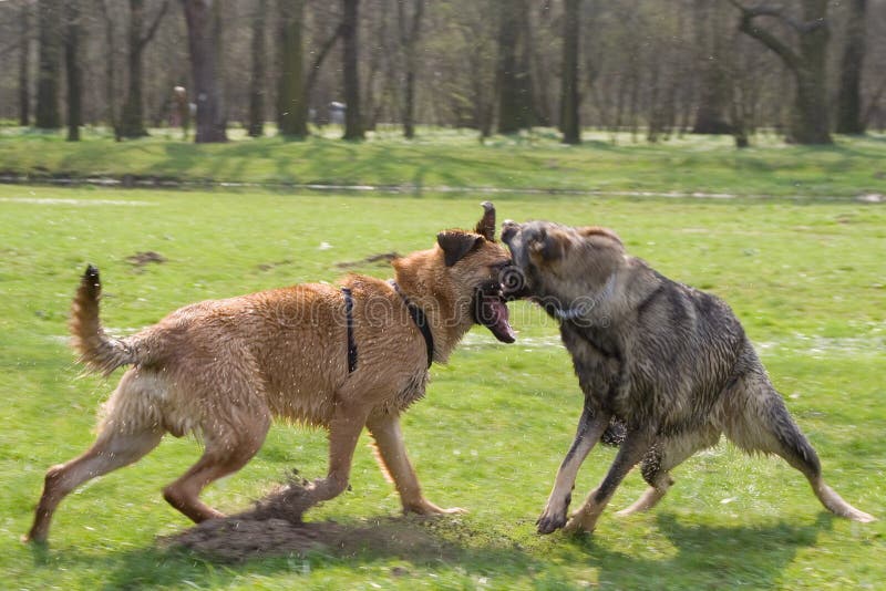 Zwei kämpfende Hunde stockbild. Bild von hund, angriff 9004551