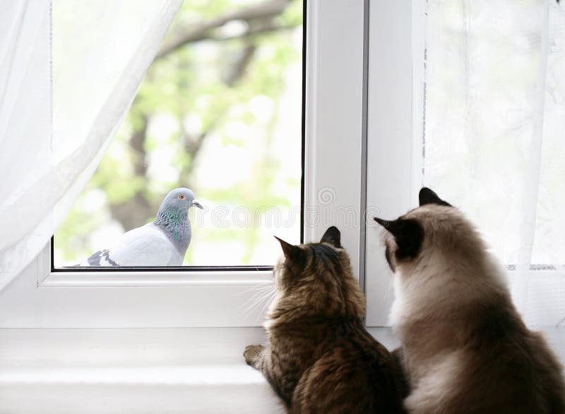 Two cats looking through the window. Two cats looking through the window