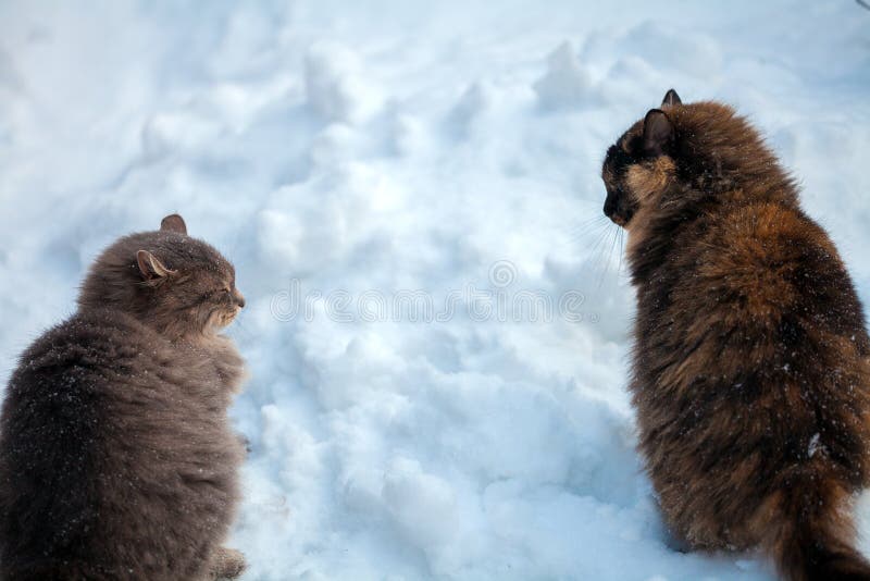 Zwei Katzen, die in Schnee gehen lizenzfreie stockfotos Zwei Katzen, die in Schnee gehen lizenzfreie stockfotos