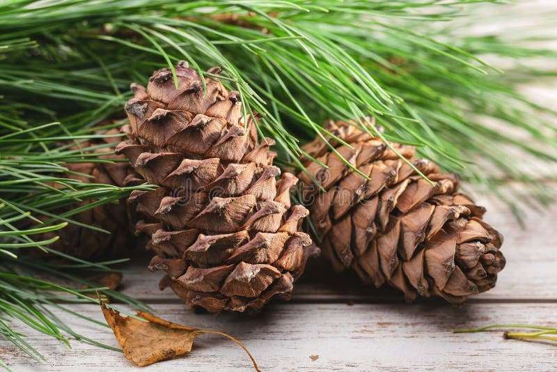 Cones and branches of Siberian cedar pine. Dry birch leaf. Close-up, studio shot. Cones and branches of Siberian cedar pine. Dry birch leaf. Close-up, studio shot.