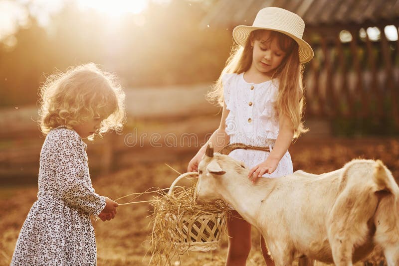 Zwei kleine Mädchen zusammen auf dem Bauernhof im Sommer, am Wochenende mit Ziegen stockbild