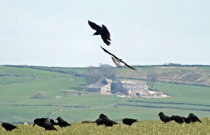 zwei Krähen im Abschluss herauf Fliegen gegen einen Landschaftshintergrund von Yorkshire-Abhangfeldern und von Steinhäusern mit e lizenzfreie stockbilder zwei Krähen im Abschluss herauf Fliegen gegen einen Landschaftshintergrund von Yorkshire-Abhangfeldern und von Steinhäusern mit e lizenzfreie stockbilder