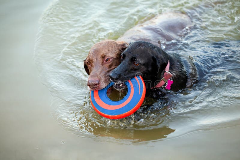 Hund Springt Hoch, Um Frisbee Im Mund Abzufangen Redaktionelles Foto