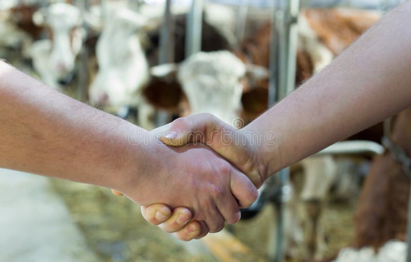 Zwei Landwirte, die Hände im Vieh stabil rütteln stockfotos