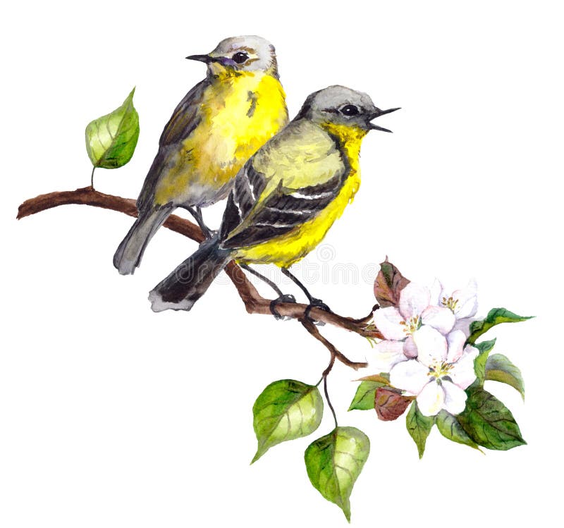Zwei Liedvögel auf Frühling verzweigen sich mit Blättern und Blumen