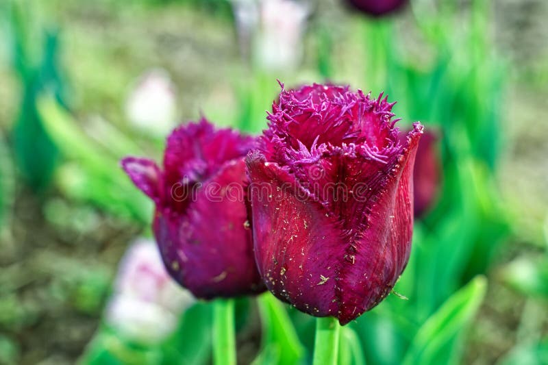 Zwei lila Tulpen im Garten lizenzfreie stockfotos