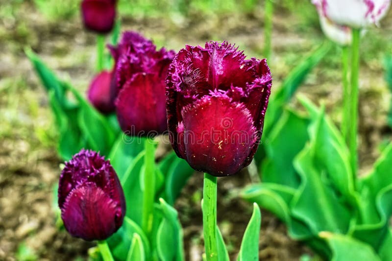 Zwei lila Tulpen im Garten stockbild