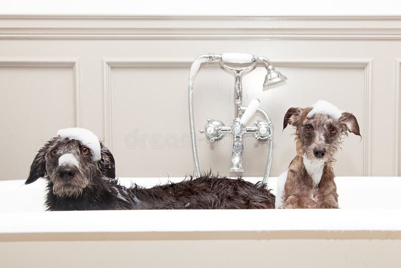 Zwei lustige nasse Hunde in der Badewanne stockbilder Zwei lustige nasse Hunde in der Badewanne stockbilder
