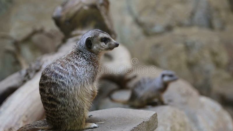 Zwei meerkats auf einem Felsen