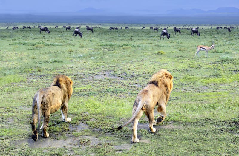 Two male lions walking off into the Serengeti to look for dinner on a rainy day in Tanzania, Africa. Two male lions walking off into the Serengeti to look for dinner on a rainy day in Tanzania, Africa