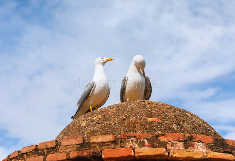 Zwei Möwen auf einer verwitterten Ziegelkuppel lizenzfreies stockfoto
