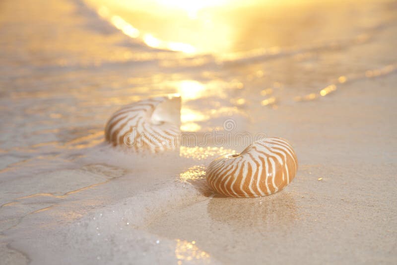 Zwei Nautilusshells im Meer, Sonnenaufgang stockfoto Zwei Nautilusshells im Meer, Sonnenaufgang stockfoto
