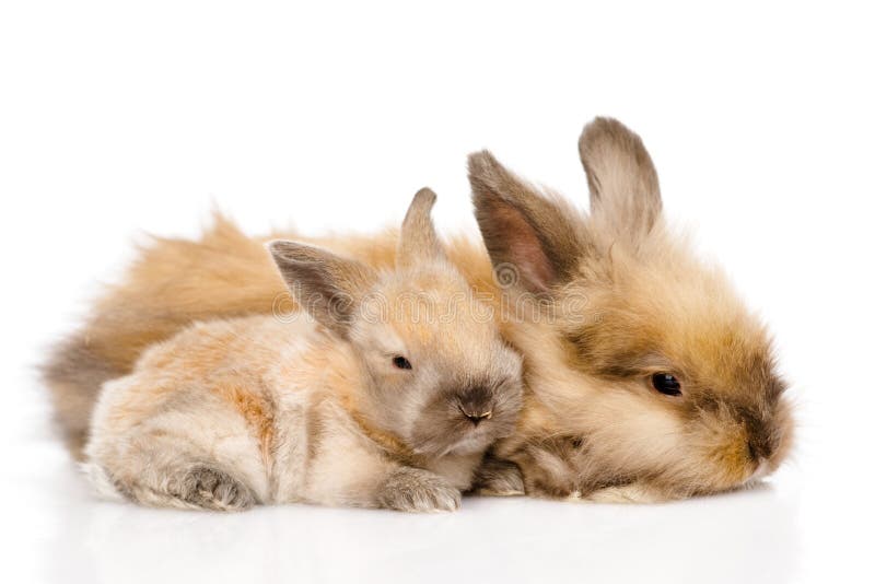 Zwei nette Kaninchen Getrennt auf weißem Hintergrund lizenzfreie stockfotografie Zwei nette Kaninchen Getrennt auf weißem Hintergrund lizenzfreie stockfotografie